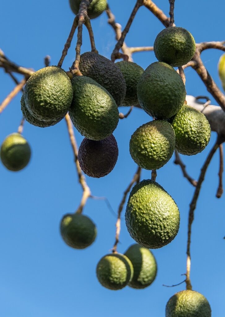 Avocados anbauen