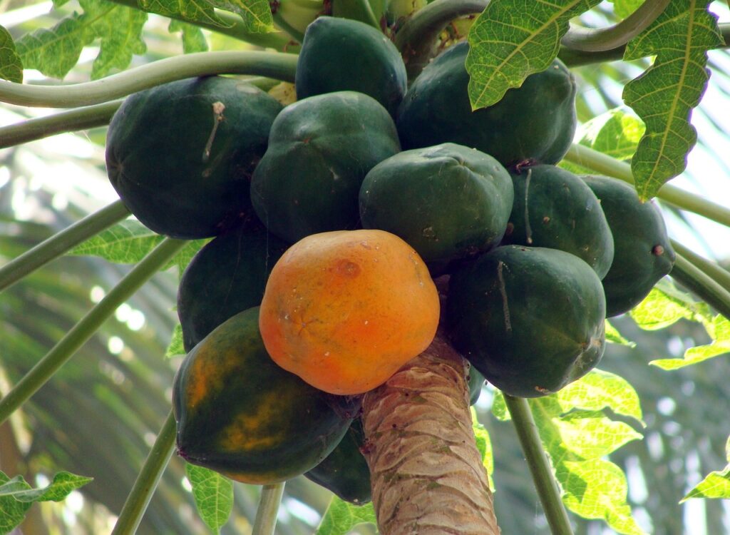 Papaya anbauen